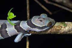 Cyrtodactylus intermedius