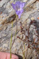 Gladiolus atropictus