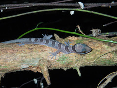 Cyrtodactylus intermedius