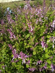 Ocimum labiatum