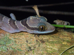 Cyrtodactylus intermedius