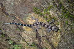 Cyrtodactylus intermedius