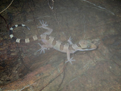 Cyrtodactylus intermedius