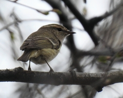 Phylloscopus humei
