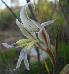 Gladiolus permeabilis permeabilis