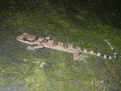 Cyrtodactylus intermedius
