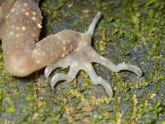 Cyrtodactylus intermedius