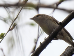 Phylloscopus humei