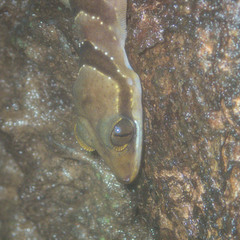 Cyrtodactylus intermedius