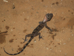 Cyrtodactylus intermedius