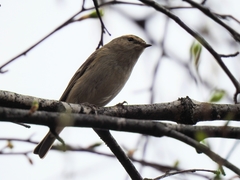 Phylloscopus humei