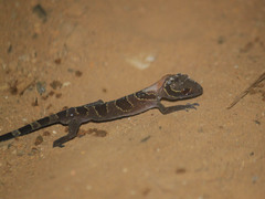Cyrtodactylus intermedius