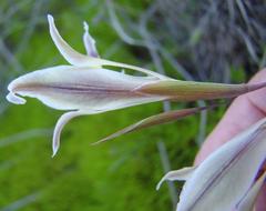 Gladiolus permeabilis permeabilis