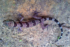 Cyrtodactylus intermedius