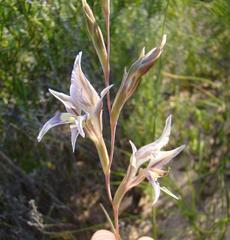 Gladiolus permeabilis permeabilis