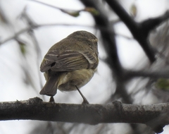 Phylloscopus humei