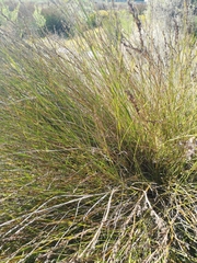 Restio quadratus