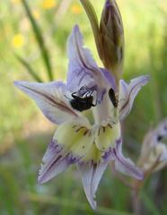Gladiolus permeabilis permeabilis