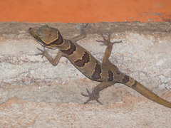 Cyrtodactylus intermedius