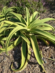 Aloe vanbalenii