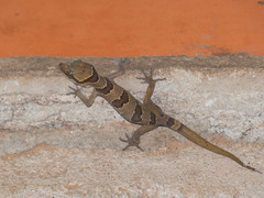 Cyrtodactylus intermedius