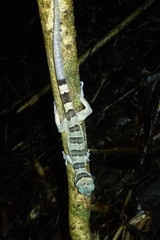 Cyrtodactylus intermedius