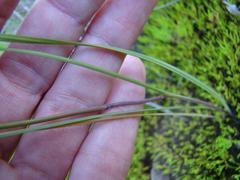 Gladiolus permeabilis permeabilis