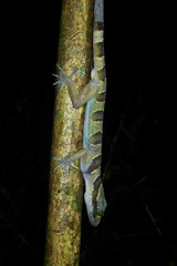 Cyrtodactylus intermedius