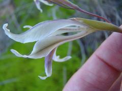 Gladiolus permeabilis permeabilis