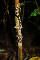 Cyrtodactylus intermedius