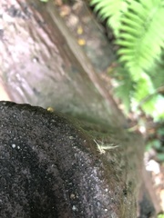 Tonga westwoodi