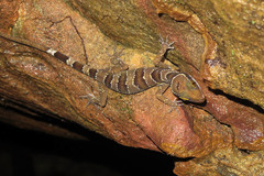 Cyrtodactylus intermedius