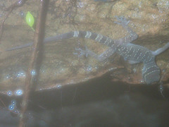 Cyrtodactylus intermedius