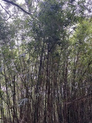 Bambusa stenostachya