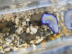 Pseudoceros galatheensis