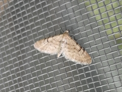 Eupithecia extraversaria