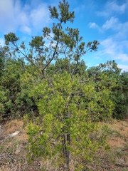 Coprosma linariifolia
