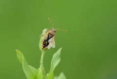 Rhopalus parumpunctatus