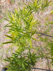 Coprosma linariifolia