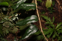 Aristolochia laheyana