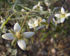 Heliophila cornuta squamata