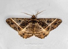 Harutalcis atrostipata