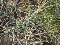 Heliophila cornuta squamata