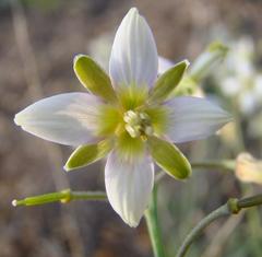 Heliophila cornuta squamata
