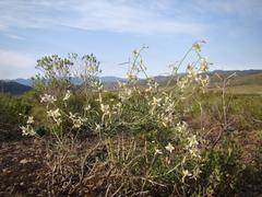 Heliophila cornuta squamata