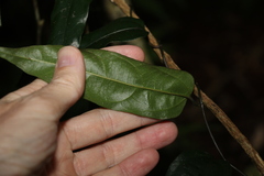 Aristolochia laheyana