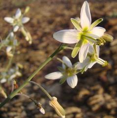 Heliophila cornuta squamata
