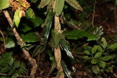 Aristolochia laheyana