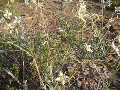 Heliophila cornuta squamata