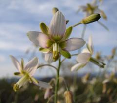 Heliophila cornuta squamata
